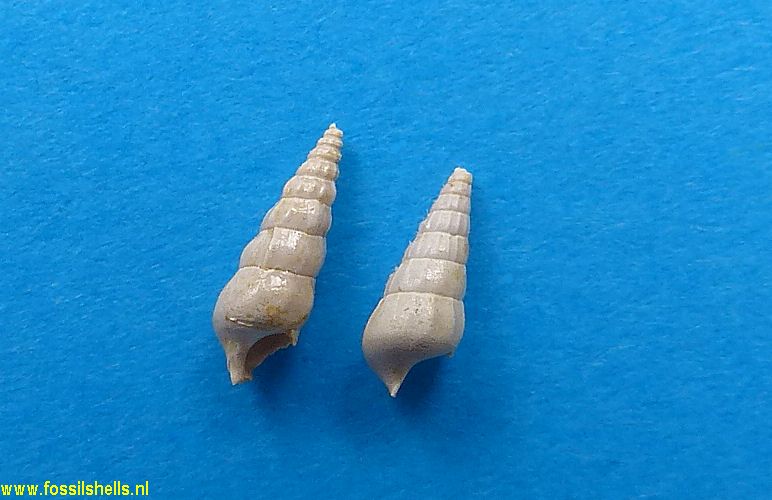 Cerithium species