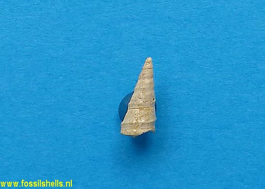 Haustator uniangularis