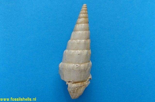 Rhinoclavis cuesmensis