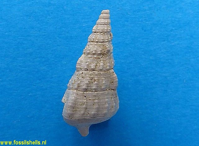 Pseudoaluco defrancii