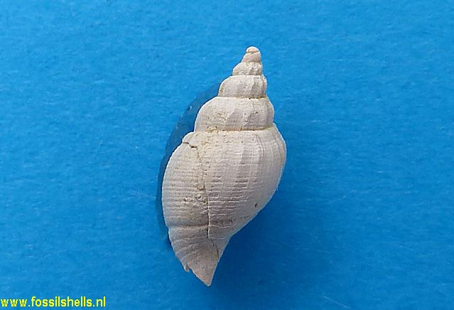 Pseudoliva tenuicostata