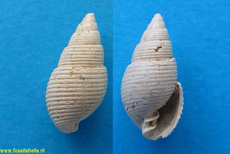 Tornatellaea parisiensis