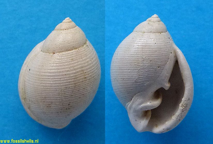 Ringicula actaeoniformis