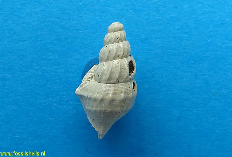 Aporrhais granocarinatus