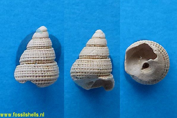 Mathilda rosenkrantzi