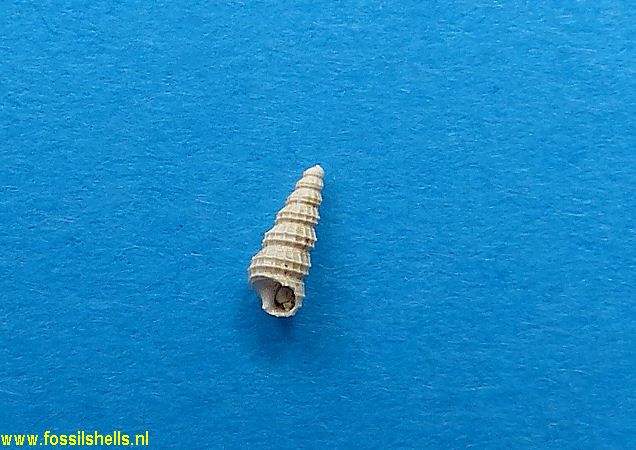 Cerithium nodoliratum