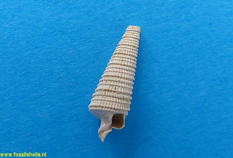 Orthochetus ciplyensis