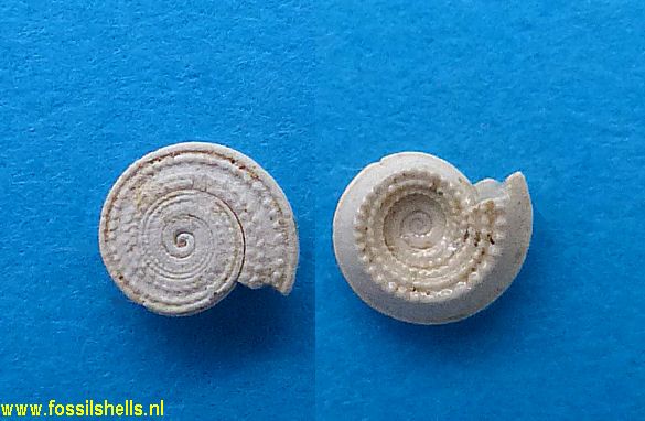 Architectonica bisulcatum