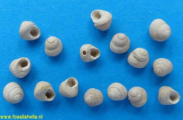 Homalopoma montensis