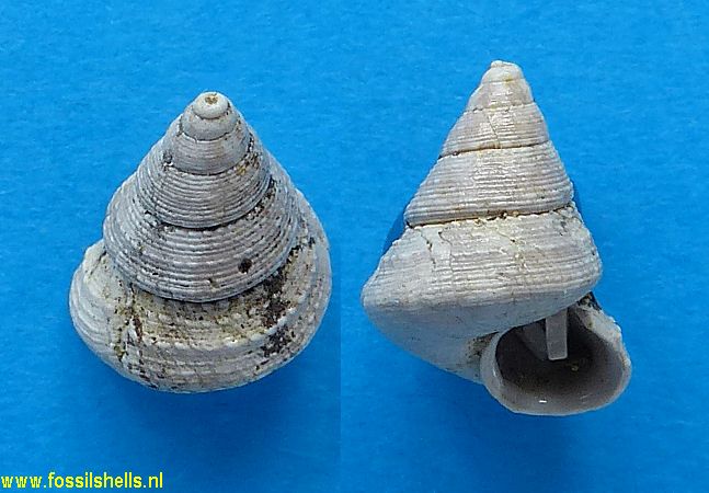 Calliomphalus species