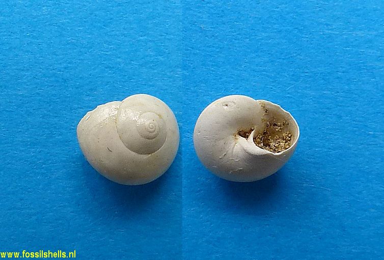 Teinostoma bilabratum