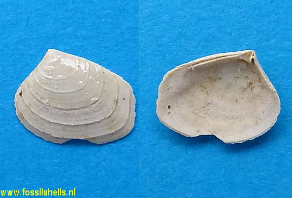 Crassatella subplana