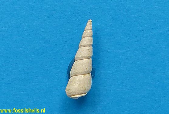 Vermicularia montensis