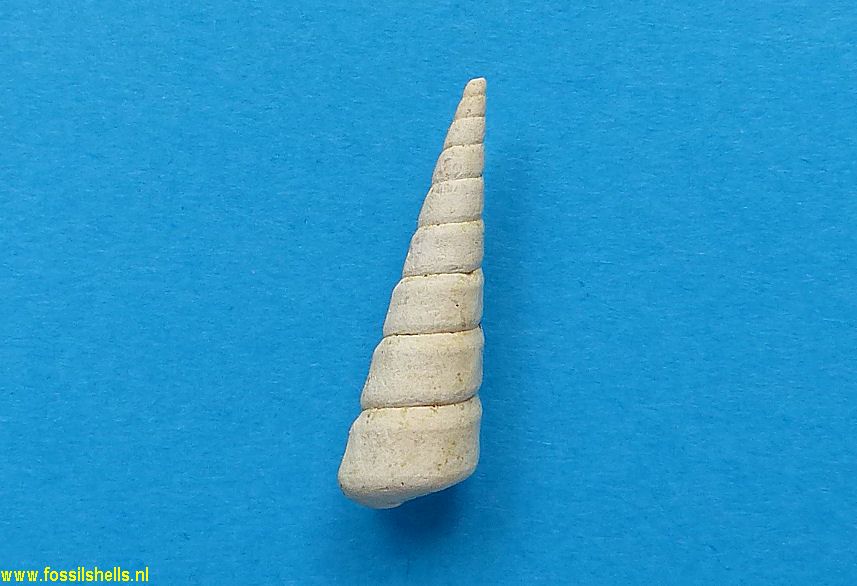 Turritella montensis