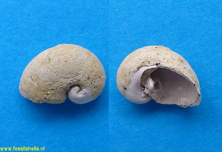 Paramonopleura ucrainica