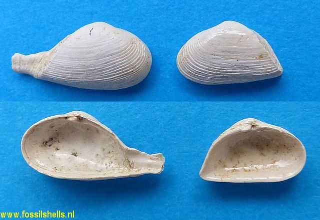 Corbula regulbiensis