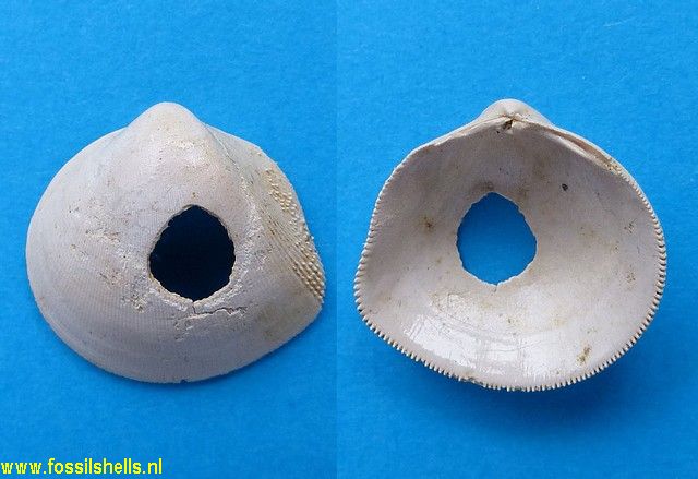 Nemocardium semidecussatum