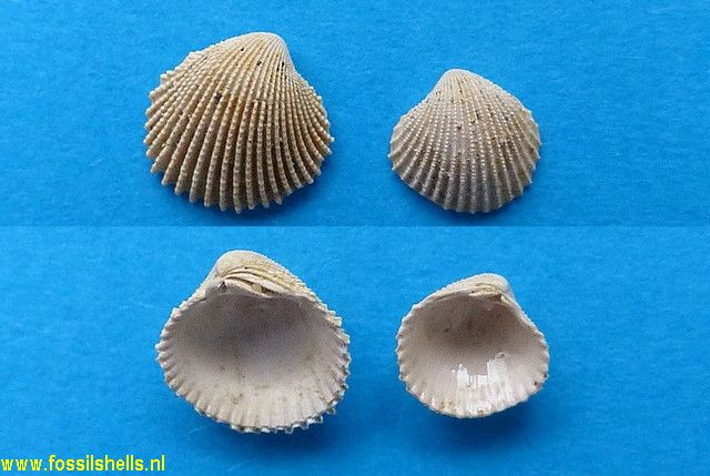 Venericardia excellens