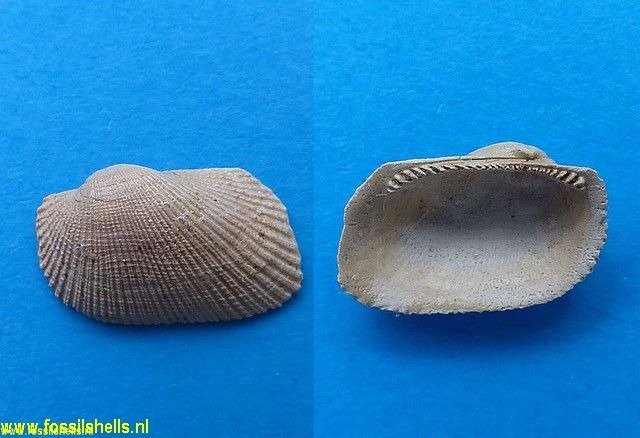 Barbatia appendiculata