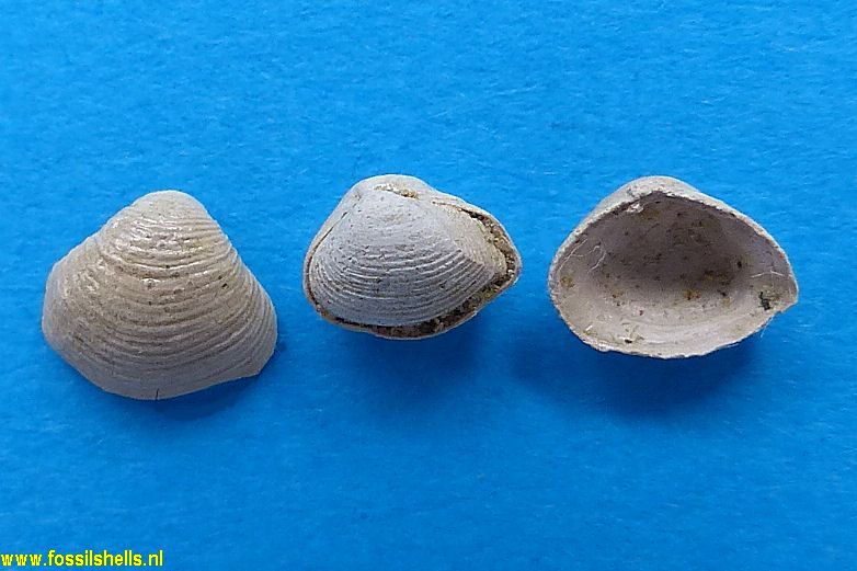 Corbula subpisum laevicostata