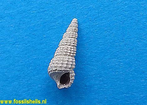 Bittium semigranosum