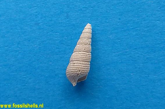 Newtoniella quadrifida