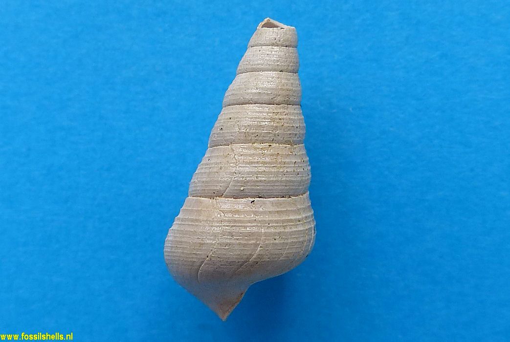 Sigmesalia trochoides