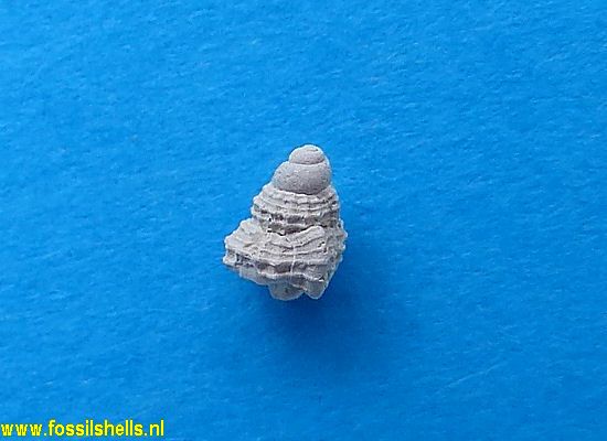 Sassia multigranifera