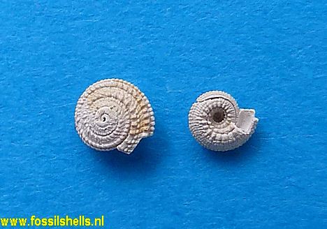 Architectonica plicata