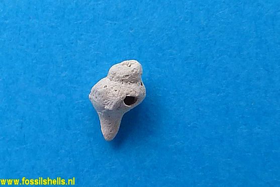 Coptochetus costousus