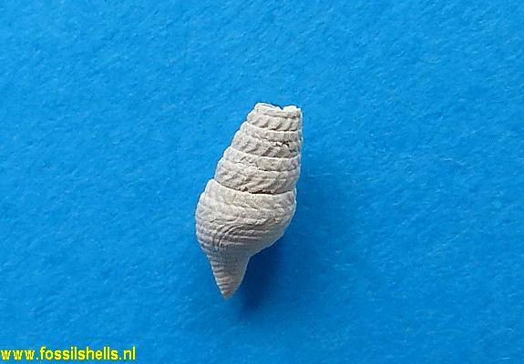 Eopleurotoma laeviuscula