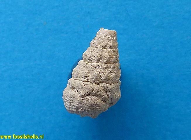 Eopleurotoma curvicosta