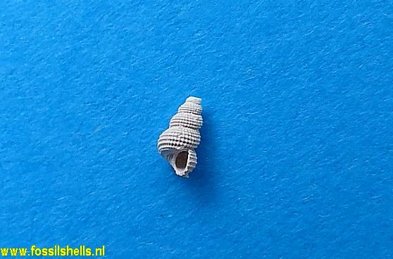 Acrocoelum costellatum