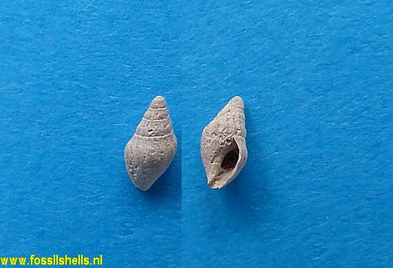 Cryptochorda stromboides