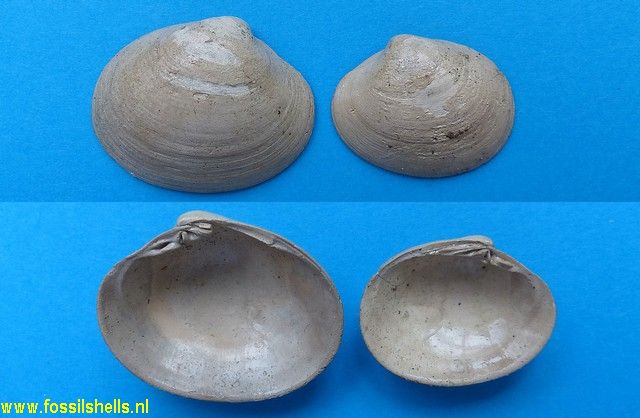 Pitar sulcataria perscita