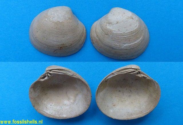 Pitar parisiensis valida