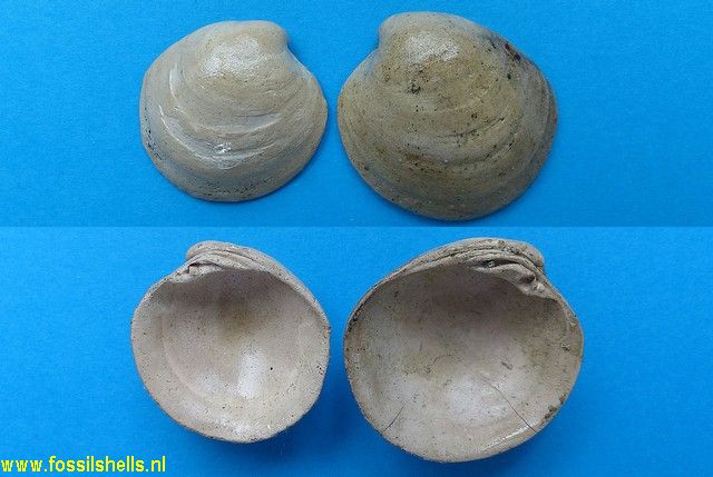 Atopodonta conformis