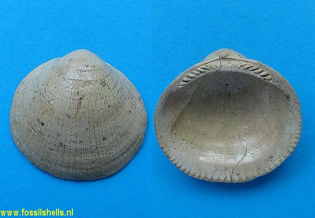 Glycymeris tenuisulcata