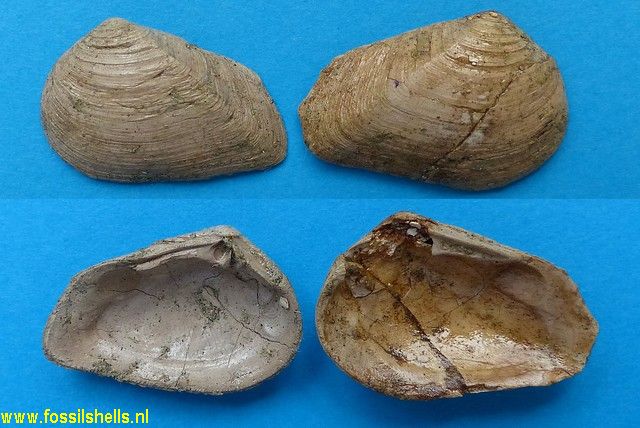 Crassatella cipitis curtus