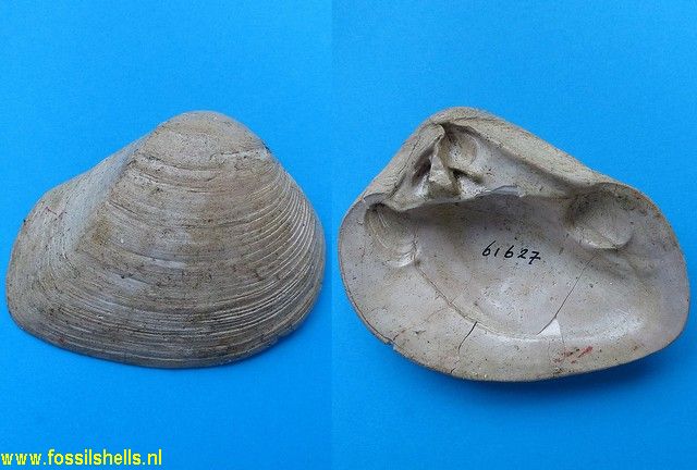 Crassatella ponderosa