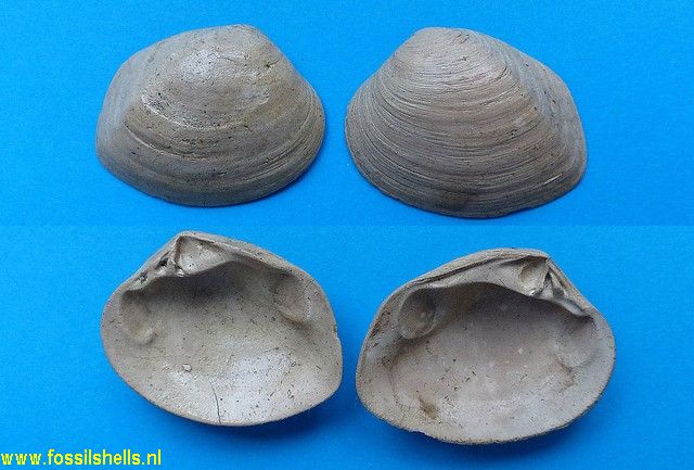 Crassatella ponderosa