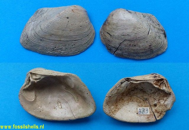 Crassatella densicostata