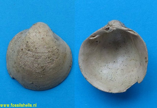 Nemocardium bifidocostum