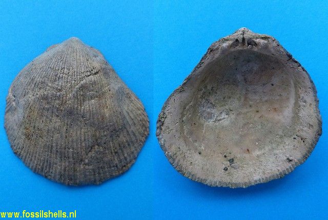 Spondylus tenuispinus