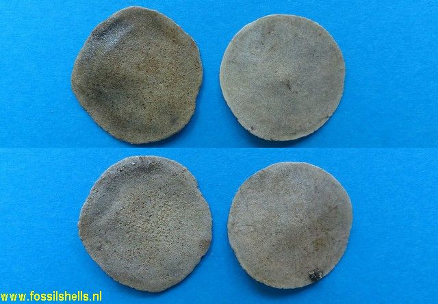 Nummulites species