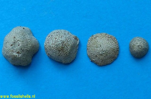 Discoporella species