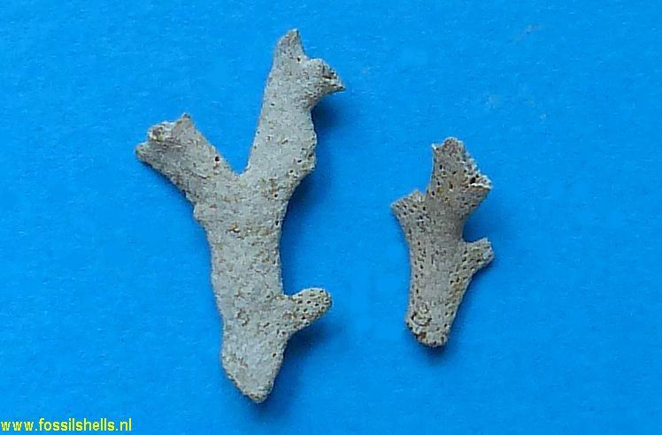 Unidentified Polyzoa