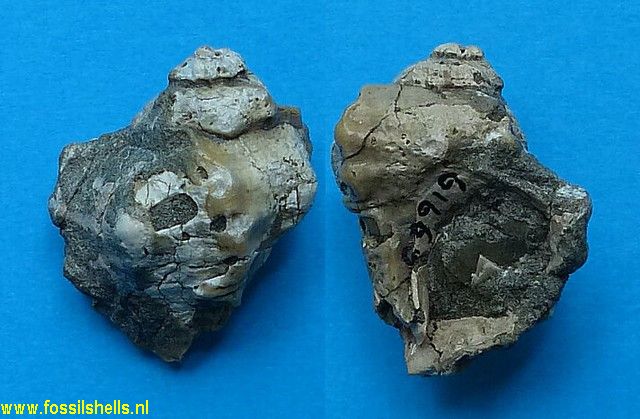 Murex species