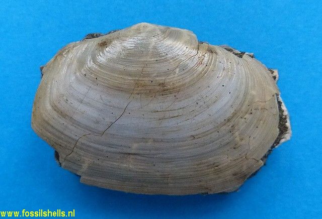 Tellina species