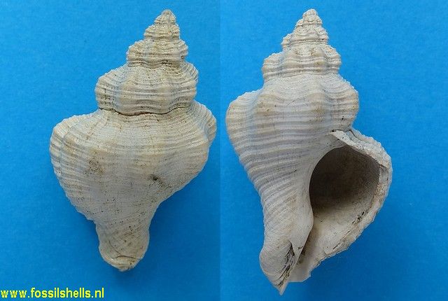 Cymatophos species